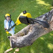 Best Hazardous Tree Removal  in Ketchikan, AK