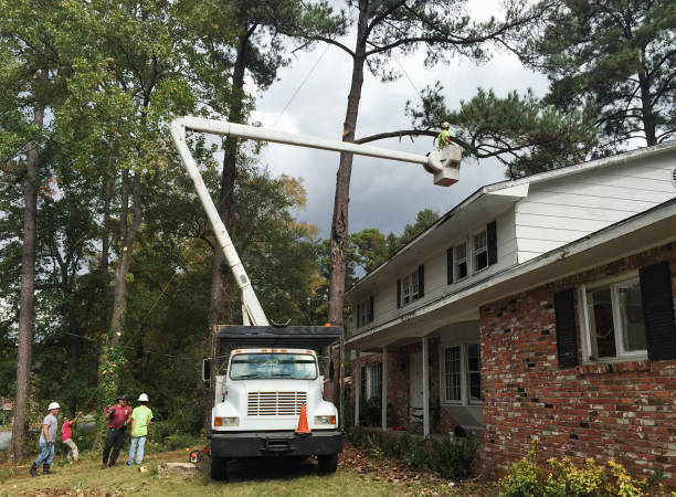 Best Tree Removal  in Ketchikan, AK