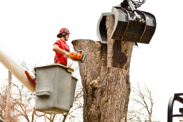 Trusted Ketchikan, AK Tree Care Experts